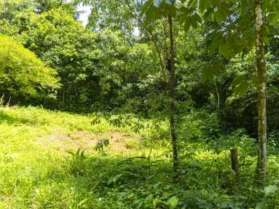 Magníficas vistas a la jungla - Tierra del Ceibo, lote # 1, photo 4
