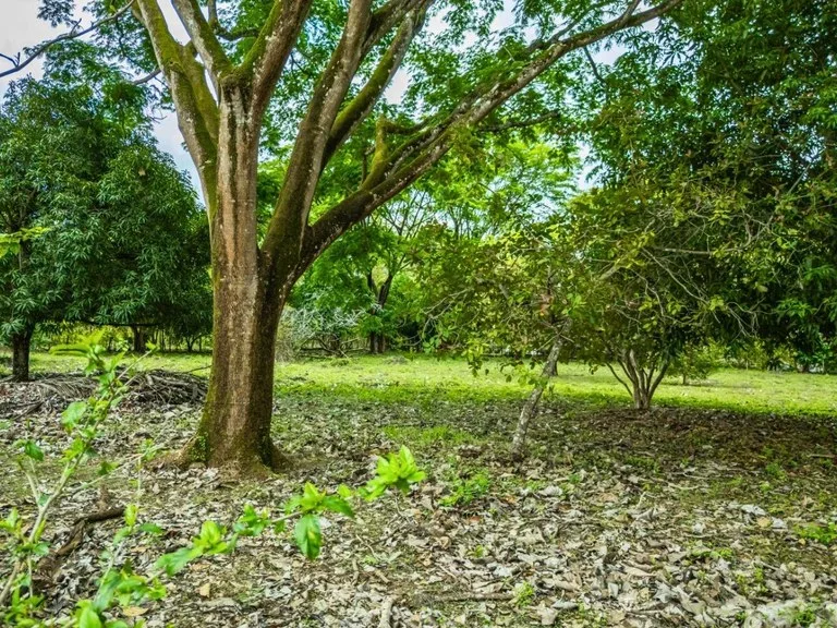 Marbella Dream Lot: 2.4 Acres of Natural Beauty Near the Beach, photo 14