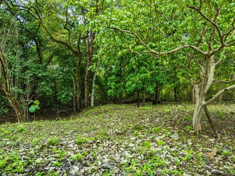 Marbella Dream Lot: 2.4 Acres of Natural Beauty Near the Beach, photo 10