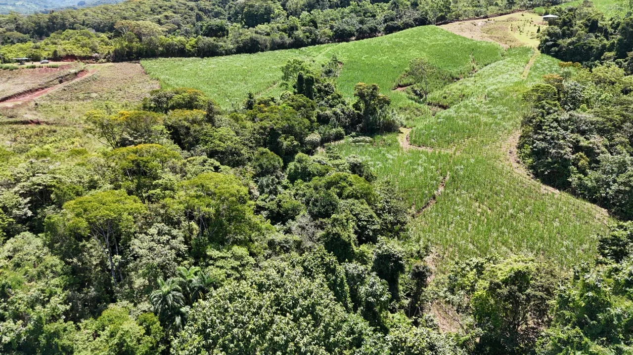 Property for Sale with Sugarcane Crops &amp; Beautiful Mountain Views in Pérez Zeledón, Costa Rica (General Viejo), photo 11