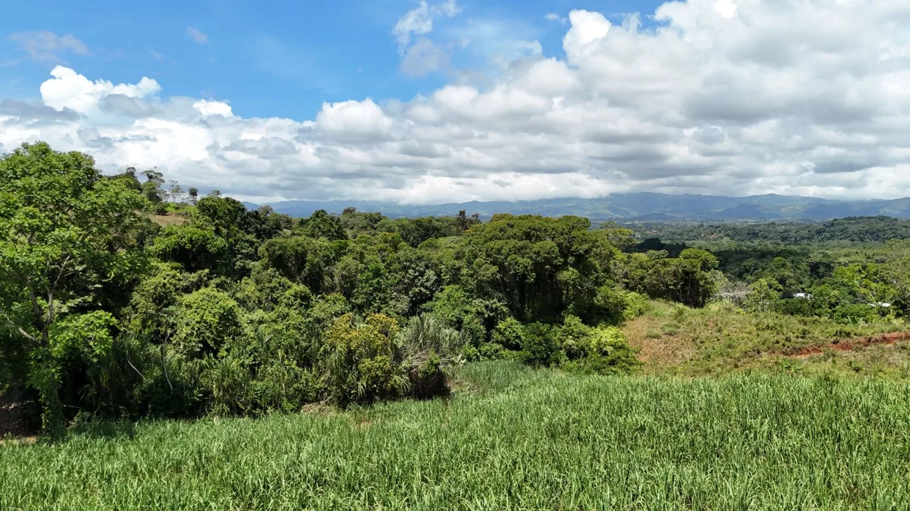 Property for Sale with Sugarcane Crops &amp; Beautiful Mountain Views in Pérez Zeledón, Costa Rica (General Viejo), photo 12