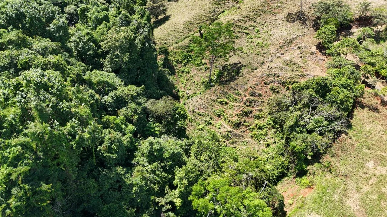 Property for Sale with Sugarcane Crops &amp; Beautiful Mountain Views in Pérez Zeledón, Costa Rica (General Viejo), photo 14