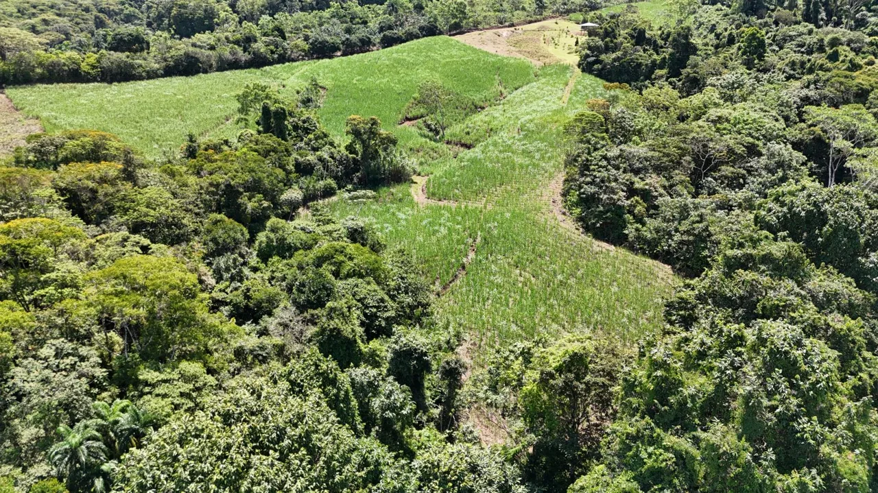 Property for Sale with Sugarcane Crops &amp; Beautiful Mountain Views in Pérez Zeledón, Costa Rica (General Viejo), photo 10