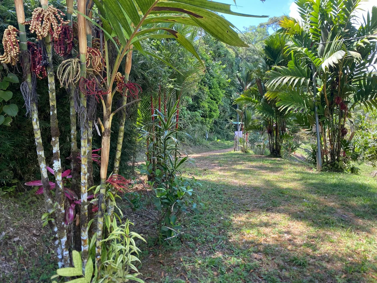 PROPERTY WITH ONE BEDROOM HOME AND EXTRA LOT BUILDING WITH NATURE VIEWS, IN LA FLORIDA BARU – 2.5 ACRES, photo 3