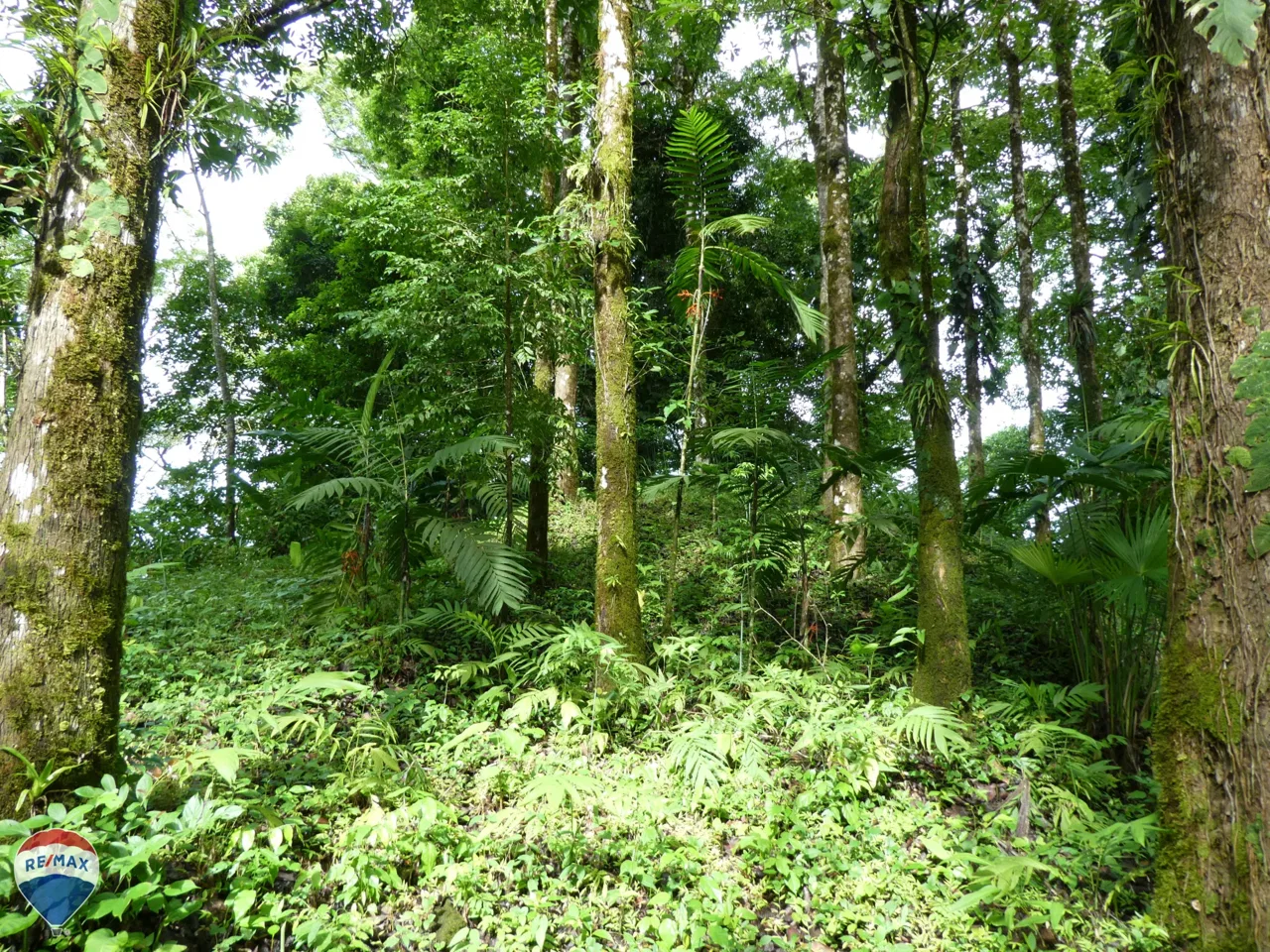 Los Dos Cerros Lot - RE/MAX Jungle Properties - Real Estate