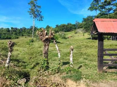¡Oportunidad Única! Finca de 6 Hectáreas en el Paraíso de Bribri, Costa Rica, photo 4