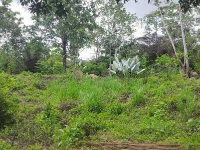 Terreno completamente plano en la selva con vistas a la montaña – Valle del Diamante, photo 2