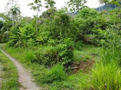 Terreno completamente plano en la selva con vistas a la montaña – Valle del Diamante, photo 3
