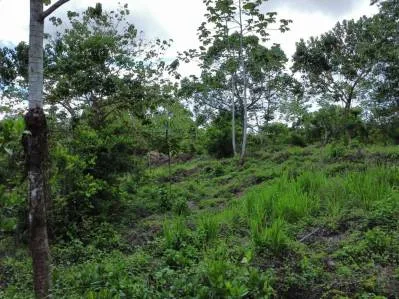 Terreno completamente plano en la selva con vistas a la montaña – Valle del Diamante, photo 6