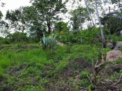 Terreno completamente plano en la selva con vistas a la montaña – Valle del Diamante, photo 7