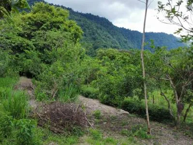 Terreno completamente plano en la selva con vistas a la montaña – Valle del Diamante, photo 8