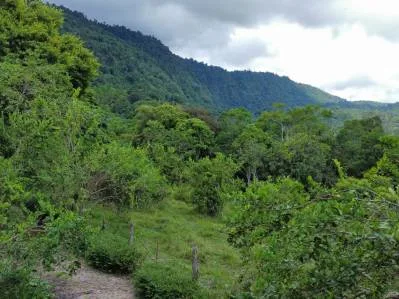 Terreno completamente plano en la selva con vistas a la montaña – Valle del Diamante, photo 9