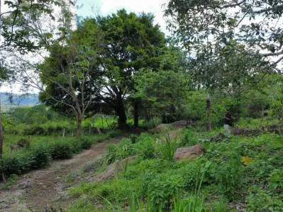 Terreno completamente plano en la selva con vistas a la montaña – Valle del Diamante, photo 10