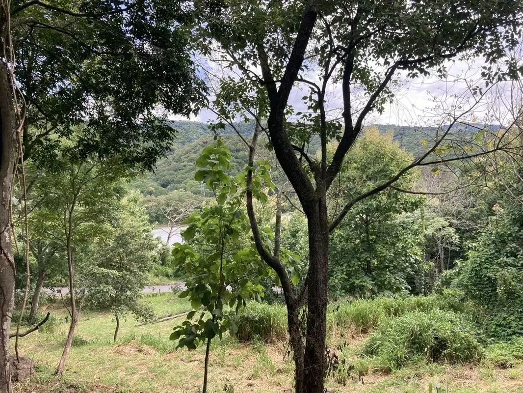 La propiedad tiene arboles frutales, sobre todo mango, pasto y partes con Teca.