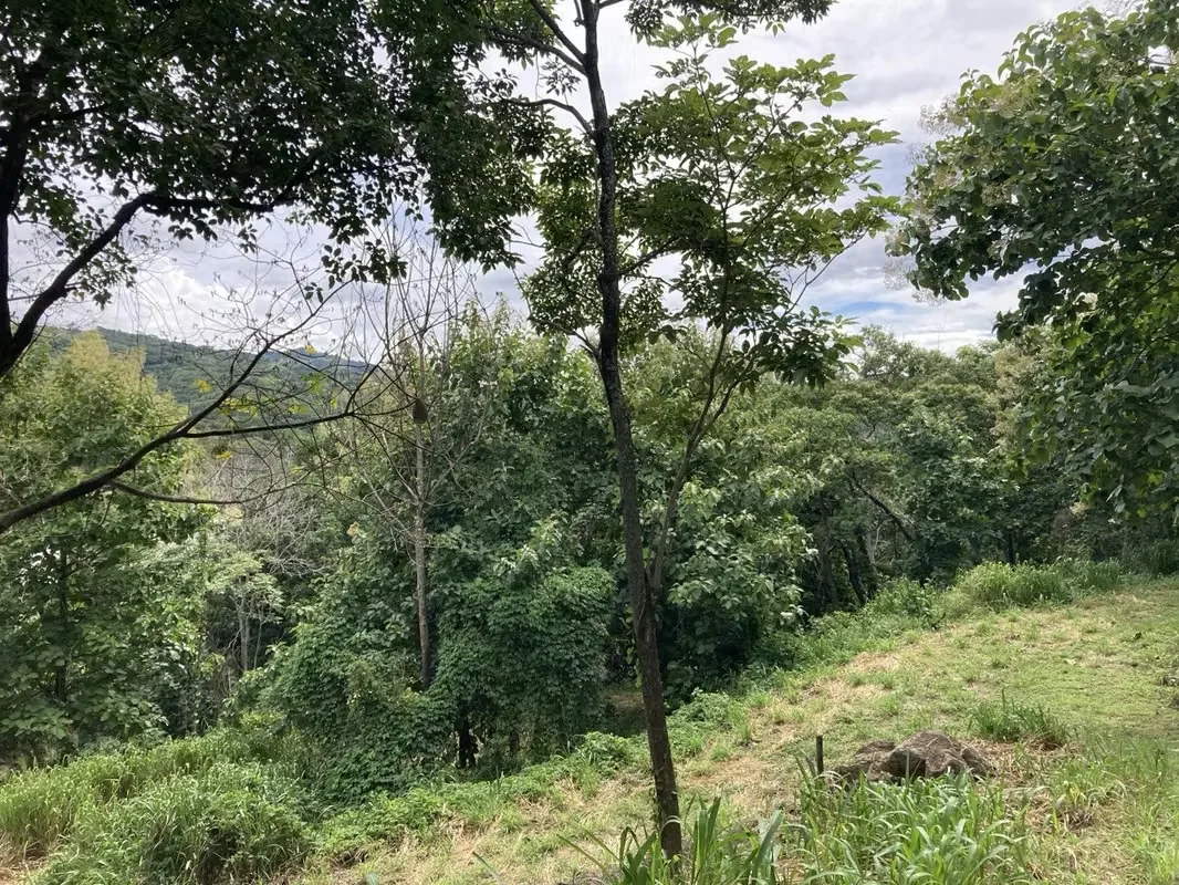 La propiedad tiene arboles frutales, sobre todo mango, pasto y partes con Teca., photo 4
