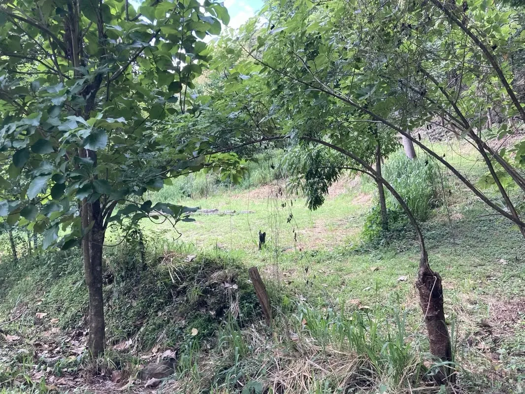 La propiedad tiene arboles frutales, sobre todo mango, pasto y partes con Teca., photo 5