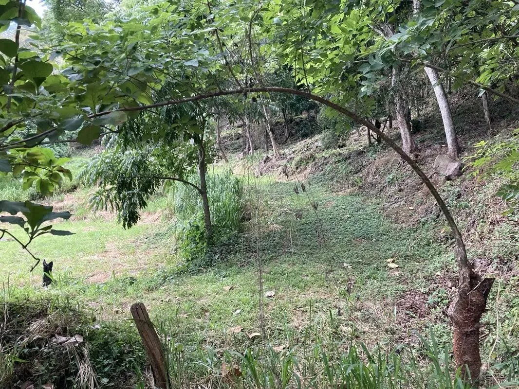 La propiedad tiene arboles frutales, sobre todo mango, pasto y partes con Teca., photo 6