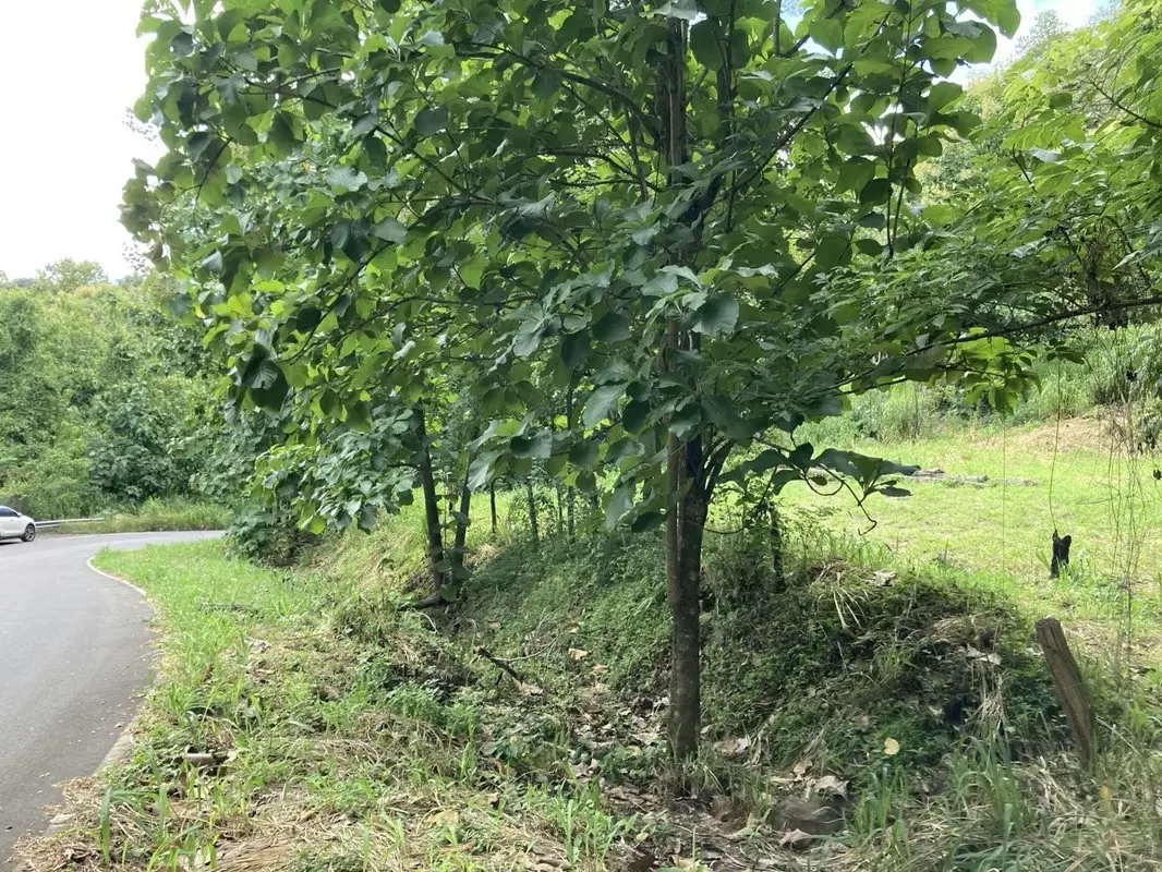 La propiedad tiene arboles frutales, sobre todo mango, pasto y partes con Teca., photo 8