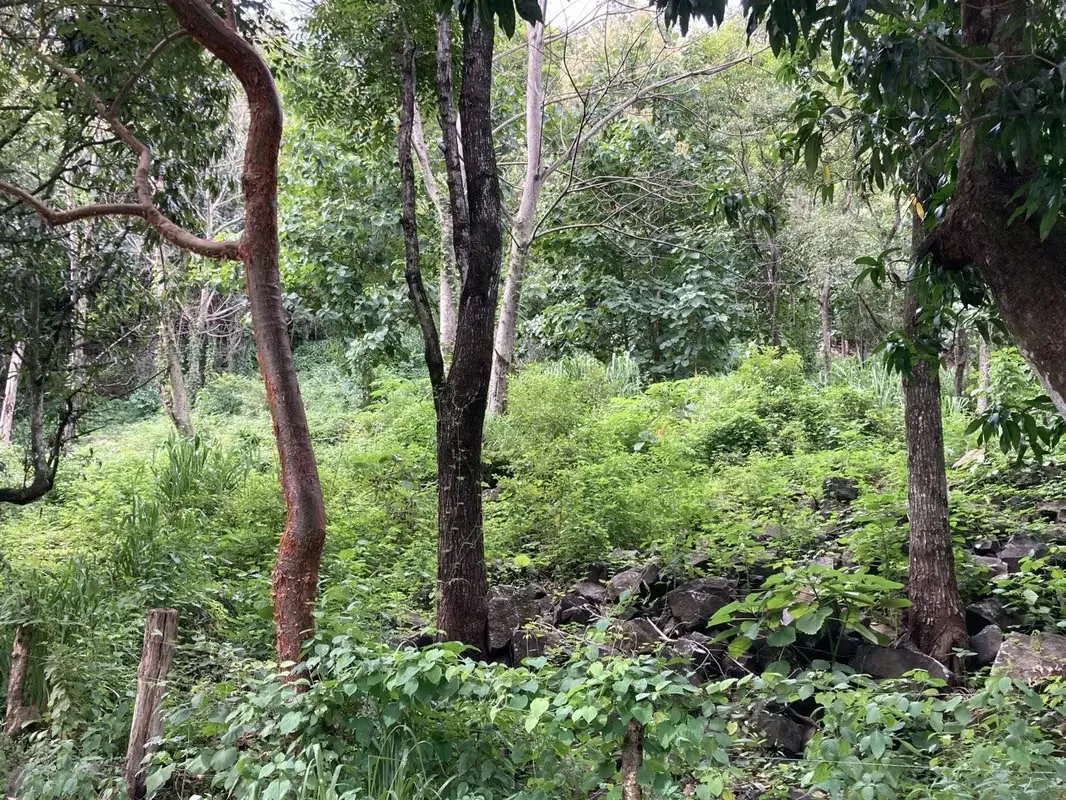 La propiedad tiene arboles frutales, sobre todo mango, pasto y partes con Teca., photo 10