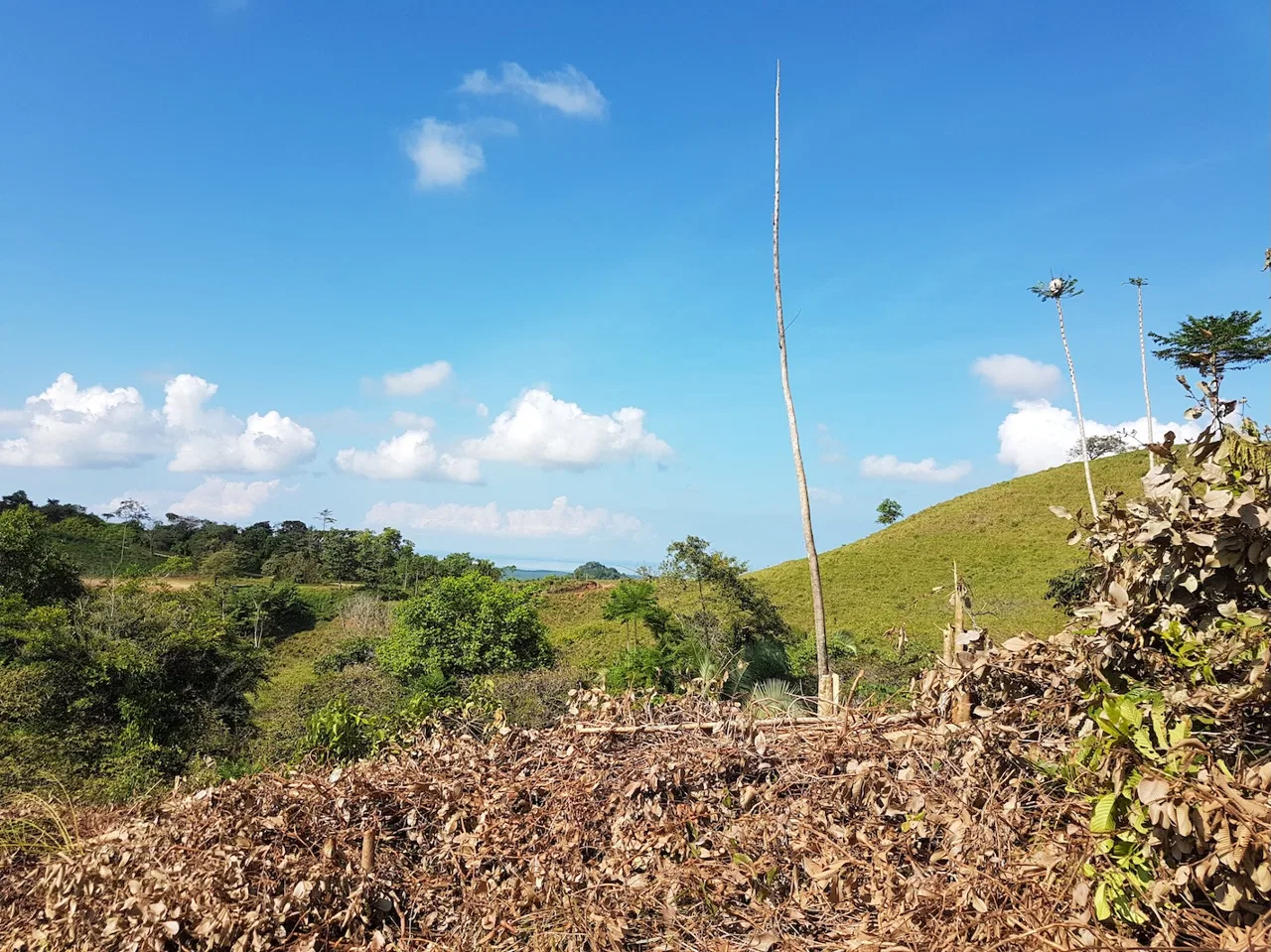 BUILDING PROPERTY WITH MOUNTAINS VIEWS, IN TORTUGA ARRIBA OJOCHAL – 1.14 ACRES, photo 11