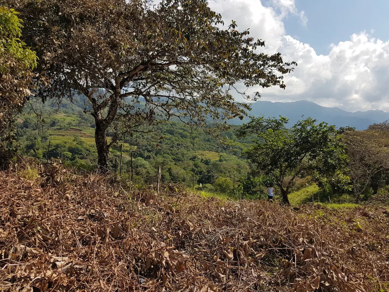 BUILDING PROPERTY WITH MOUNTAINS VIEWS, IN TORTUGA ARRIBA OJOCHAL – 1.14 ACRES, photo 15