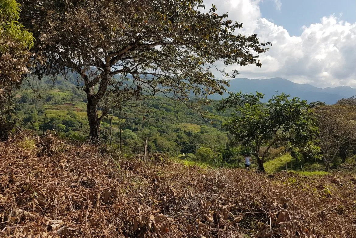 BUILDING PROPERTY WITH MOUNTAINS VIEWS, IN TORTUGA ARRIBA OJOCHAL – 1.14 ACRES, photo 16