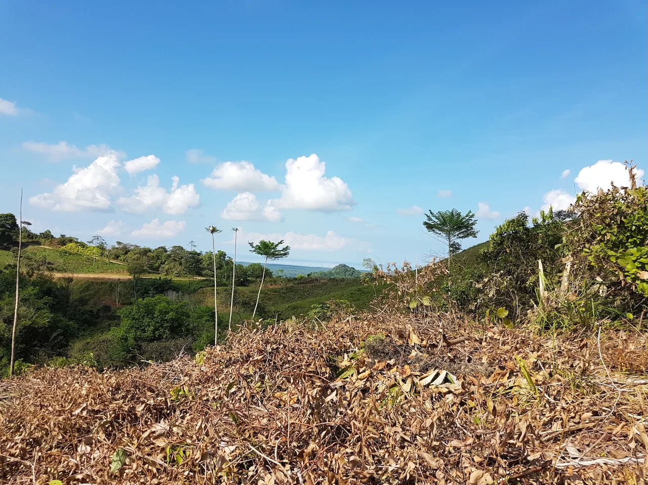 BUILDING PROPERTY WITH MOUNTAINS VIEWS, IN TORTUGA ARRIBA OJOCHAL – 1.14 ACRES, photo 19