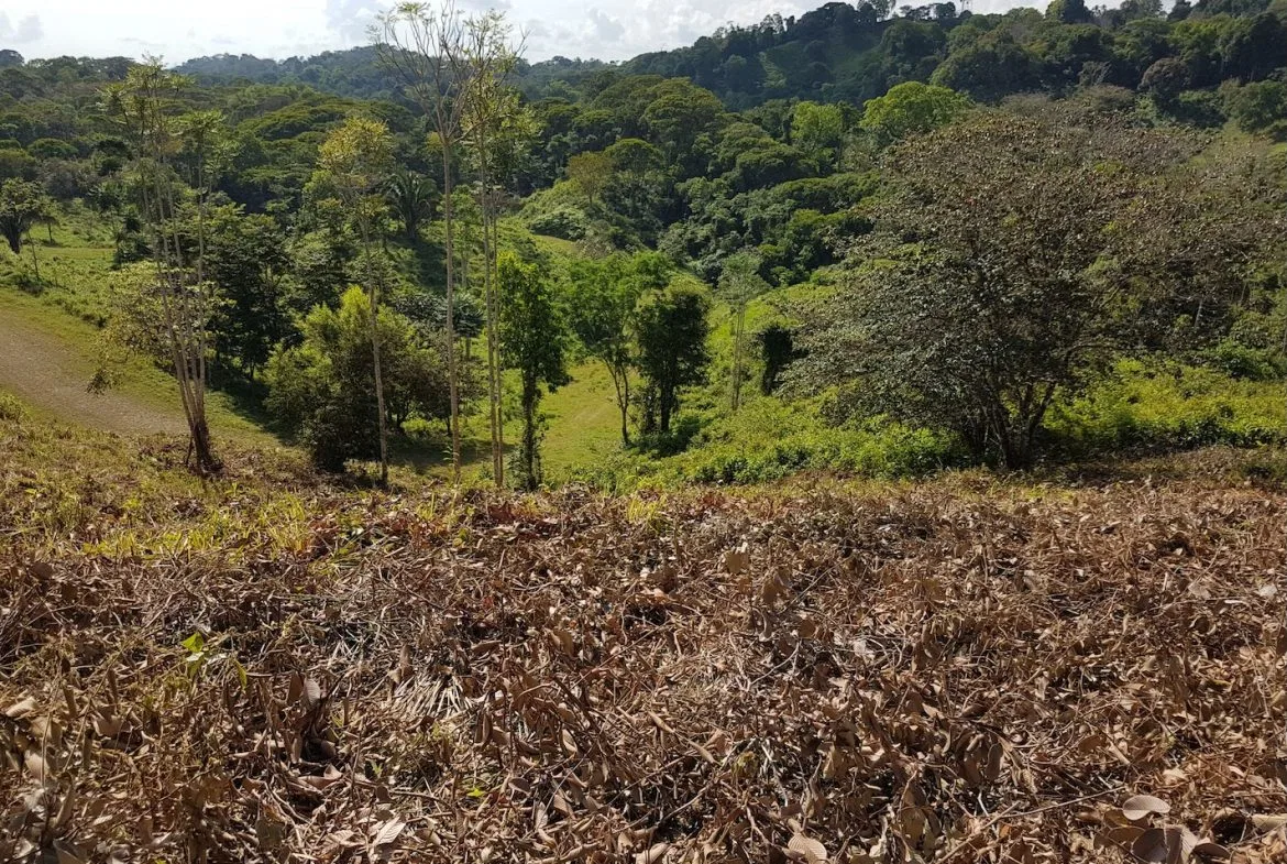 BUILDING PROPERTY WITH MOUNTAINS VIEWS, IN TORTUGA ARRIBA OJOCHAL – 1.14 ACRES, photo 24