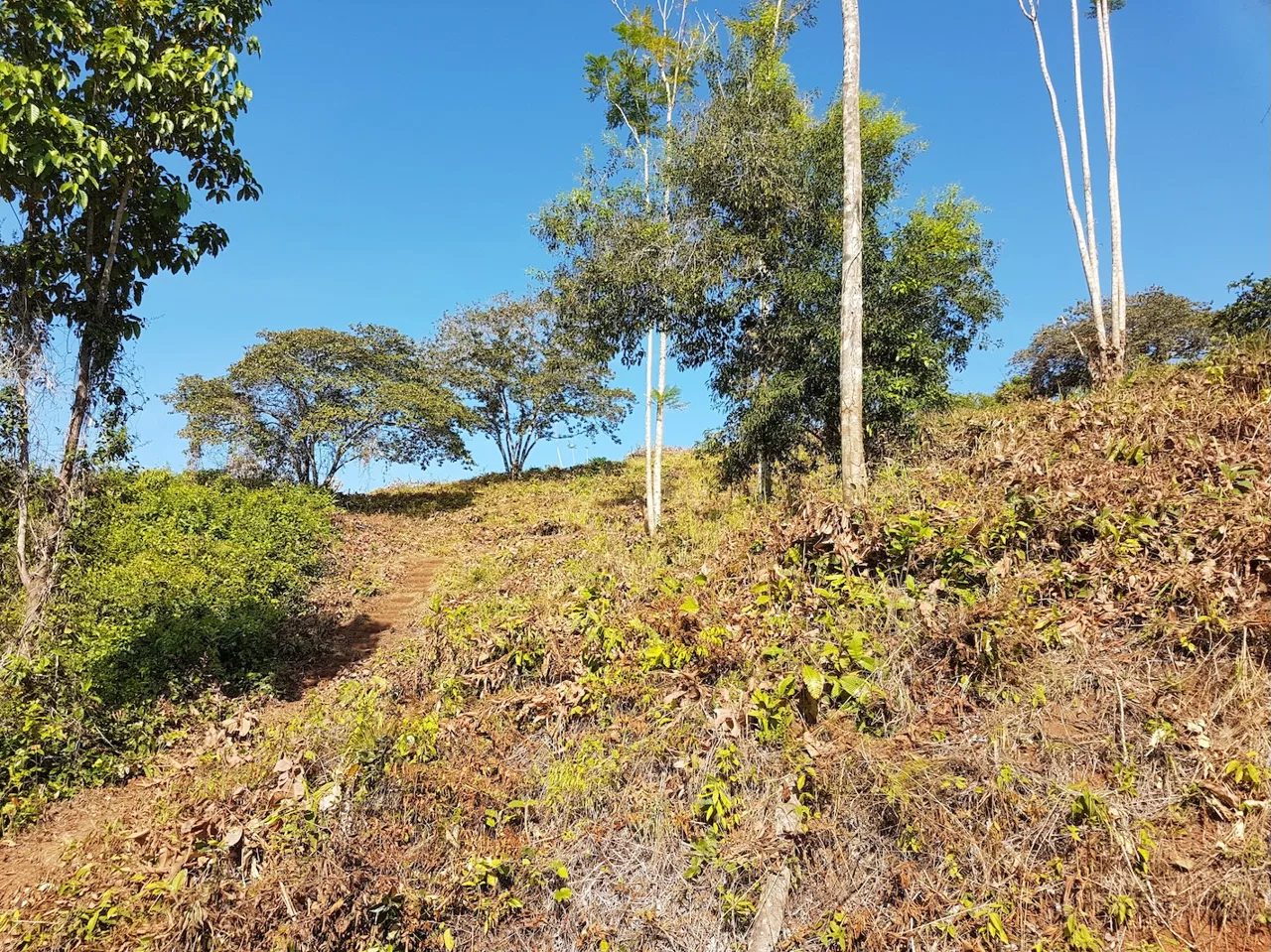 BUILDING PROPERTY WITH MOUNTAINS VIEWS, IN TORTUGA ARRIBA OJOCHAL – 1.14 ACRES, photo 7