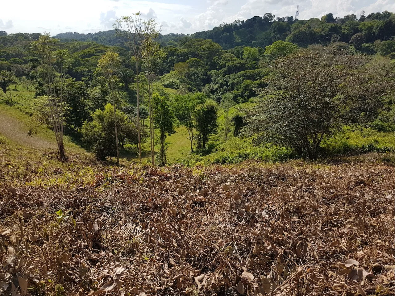 BUILDING PROPERTY WITH MOUNTAINS VIEWS, IN TORTUGA ARRIBA OJOCHAL – 1.14 ACRES, photo 9