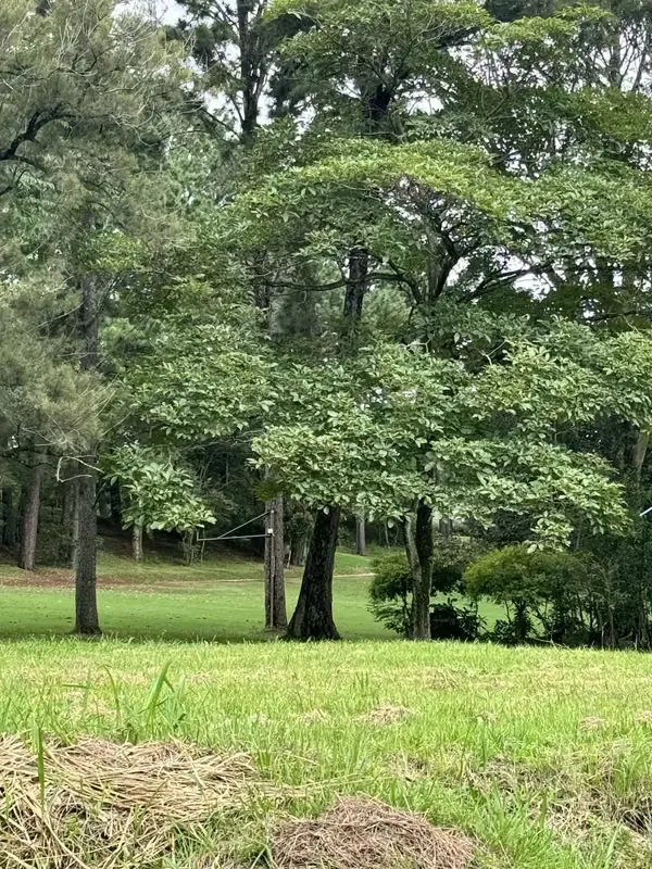 LOT FOR SALE IN HACIENDA LOS REYES, photo 2