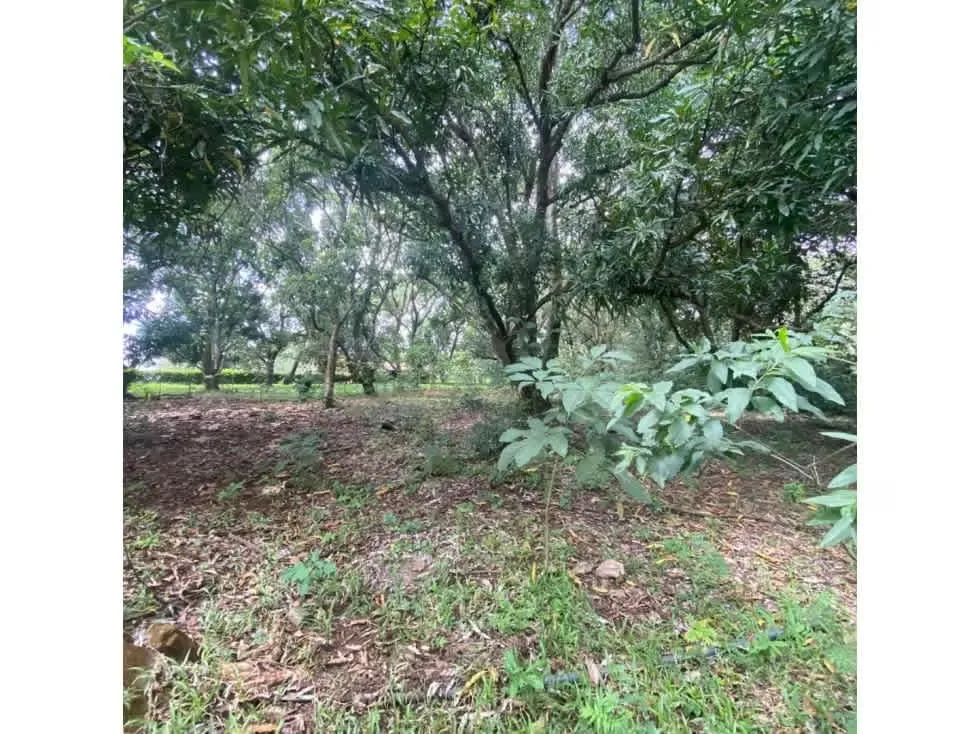DESCRIPCION DETALLADA: lote de topografía plana, rodeado de zonas verdes con uso de ..., photo 2