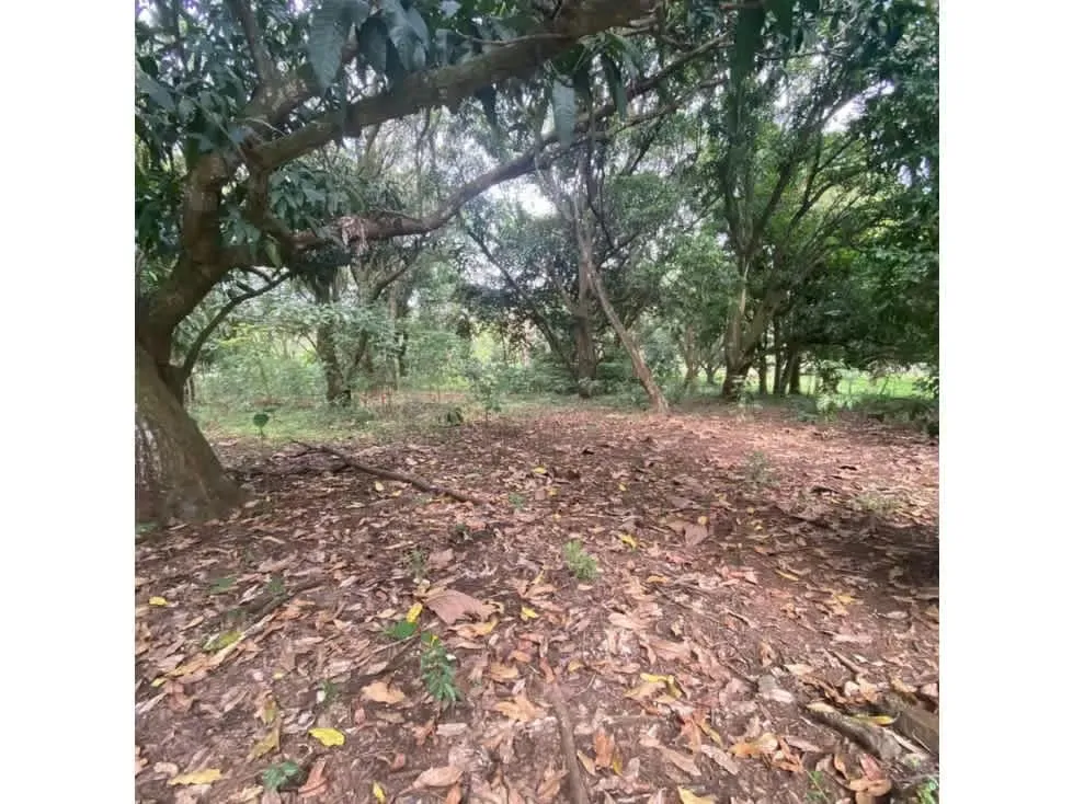 DESCRIPCION DETALLADA: lote de topografía plana, rodeado de zonas verdes con uso de ..., photo 3