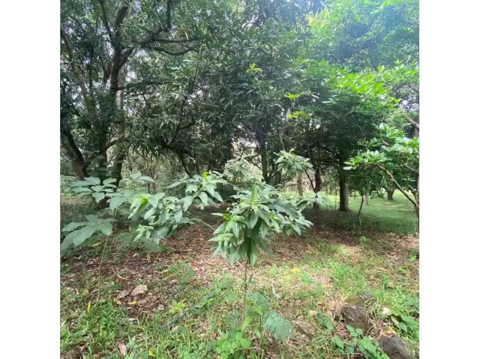 DESCRIPCION DETALLADA: lote de topografía plana, rodeado de zonas verdes con uso de ..., photo 4