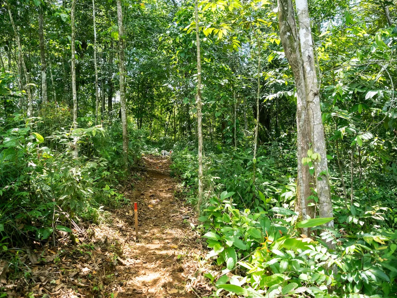 JUNGLE BUILDING PROPERTY NEAR TO THE VENTANAS BEACH, IN VENTANAS OJOCHAL – 3.26 ACRES, photo 11