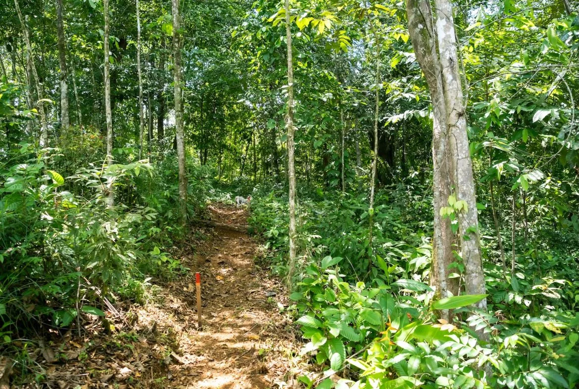 JUNGLE BUILDING PROPERTY NEAR TO THE VENTANAS BEACH, IN VENTANAS OJOCHAL – 3.26 ACRES, photo 12