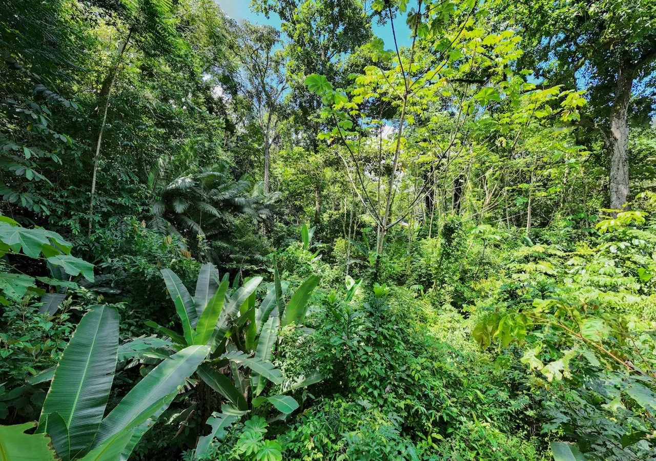 JUNGLE BUILDING PROPERTY NEAR TO THE VENTANAS BEACH, IN VENTANAS OJOCHAL – 3.26 ACRES, photo 13