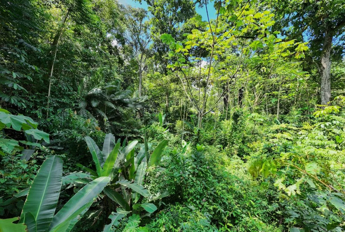 JUNGLE BUILDING PROPERTY NEAR TO THE VENTANAS BEACH, IN VENTANAS OJOCHAL – 3.26 ACRES, photo 14
