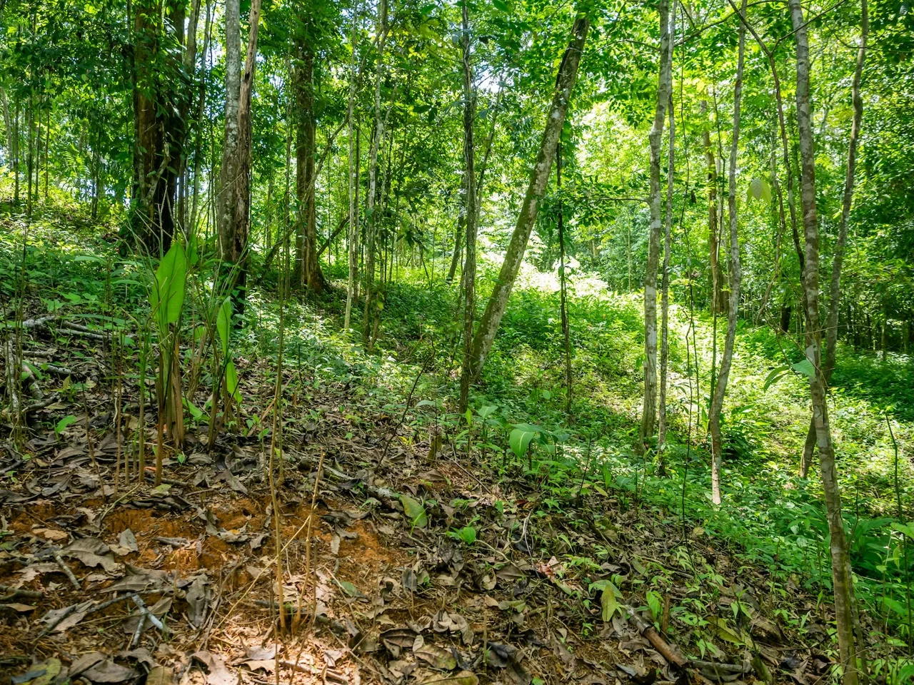 JUNGLE BUILDING PROPERTY NEAR TO THE VENTANAS BEACH, IN VENTANAS OJOCHAL – 3.26 ACRES, photo 5