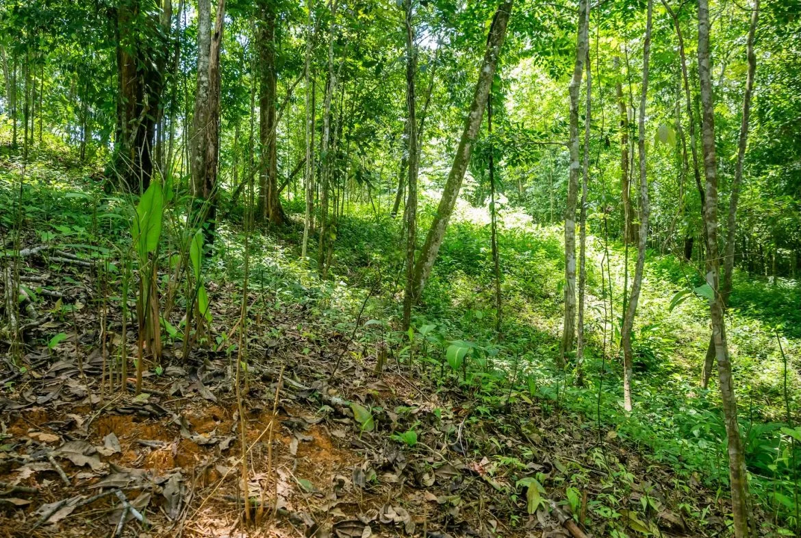 JUNGLE BUILDING PROPERTY NEAR TO THE VENTANAS BEACH, IN VENTANAS OJOCHAL – 3.26 ACRES, photo 6