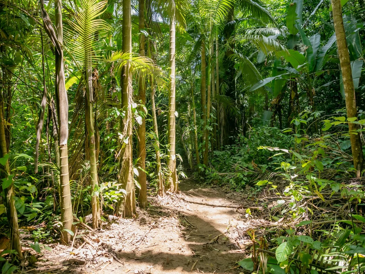 JUNGLE BUILDING PROPERTY NEAR TO THE VENTANAS BEACH, IN VENTANAS OJOCHAL – 3.26 ACRES, photo 7