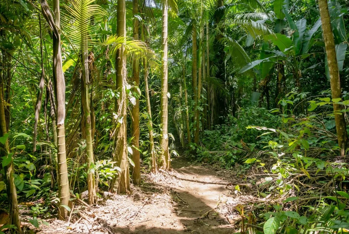 JUNGLE BUILDING PROPERTY NEAR TO THE VENTANAS BEACH, IN VENTANAS OJOCHAL – 3.26 ACRES, photo 8