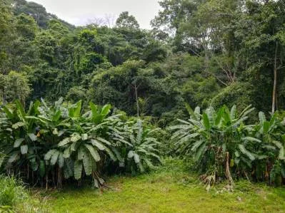 Build-Ready Lot in Serene Gated Community – Your Dream Costa Rica Land Awaits, photo 6