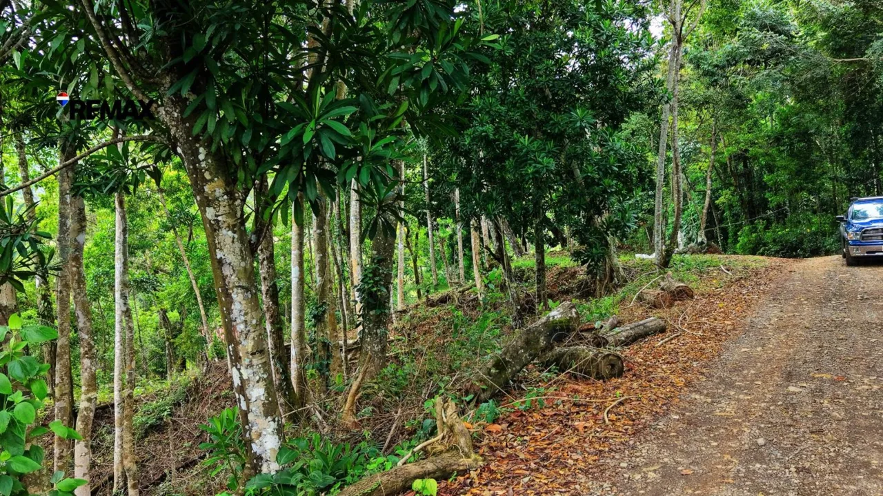 Land 7.000m for Sale in Miravalles de Rivas, Pérez Zeledón – Nature, Perfect Climate &amp; High Investment Potential, photo 6