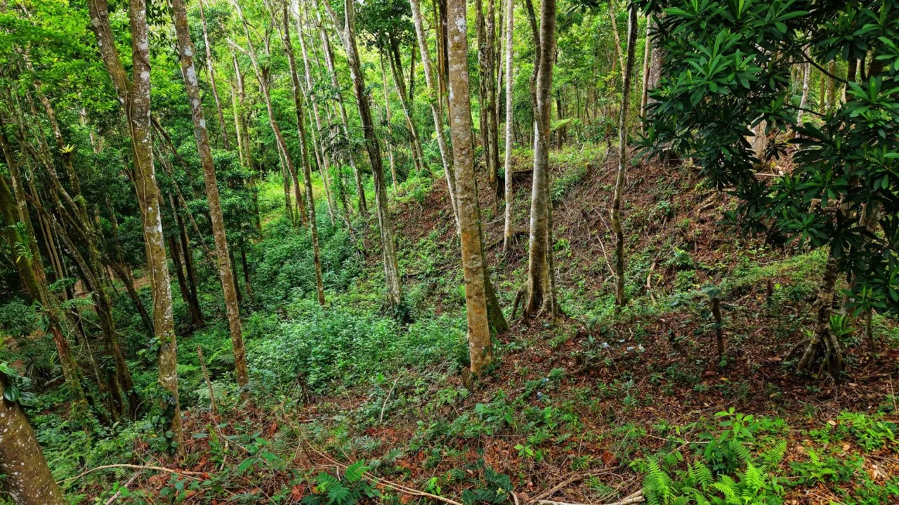 Land 7.000m for Sale in Miravalles de Rivas, Pérez Zeledón – Nature, Perfect Climate &amp; High Investment Potential, photo 10