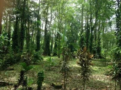 Lotes Titulados en Puerto Vargas — Servicios Listos: Agua Pública y Electricidad Subterránea, photo 3