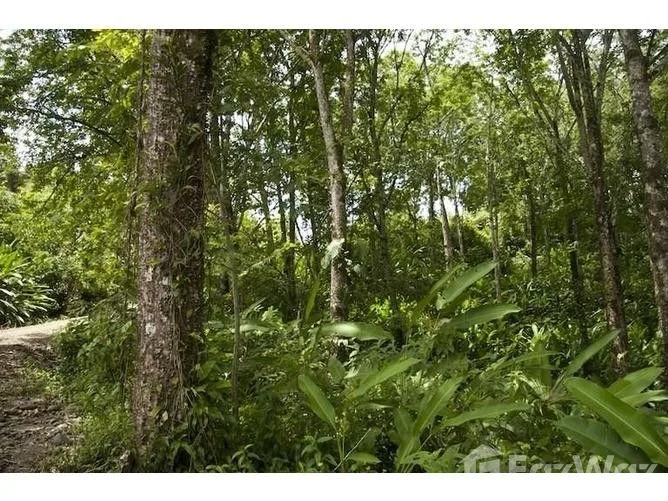 Land for Sale in Perez Zeledon, San Jose for $7,000,000, photo 5