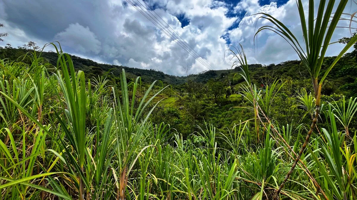 VENTA DE QUINTA SERENA EN SAN BLAS: 5.000 M2 CON QUEBRADA PROPIA - Venta en Pérez Zeledón, photo 4