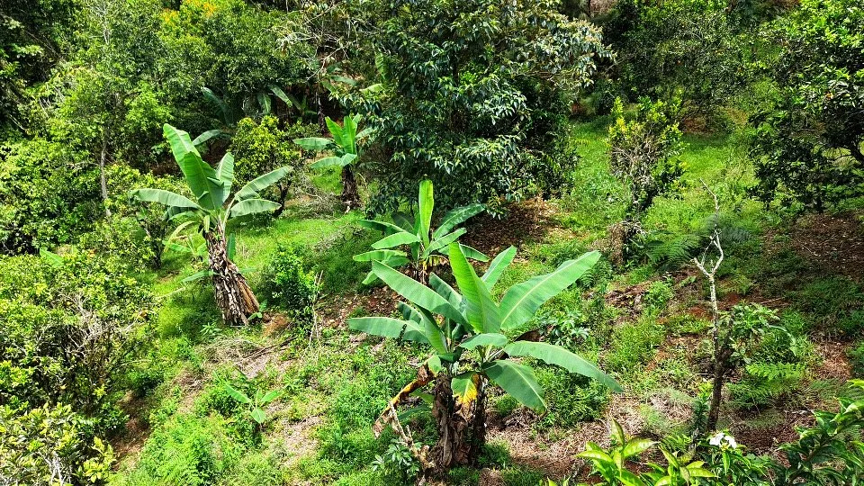 VENTA DE LOTE CON NACIENTE PROPIA EN SAN RAFAEL NORTE, PEREZ ZELEDON - Venta en Pérez Zeledón, photo 11