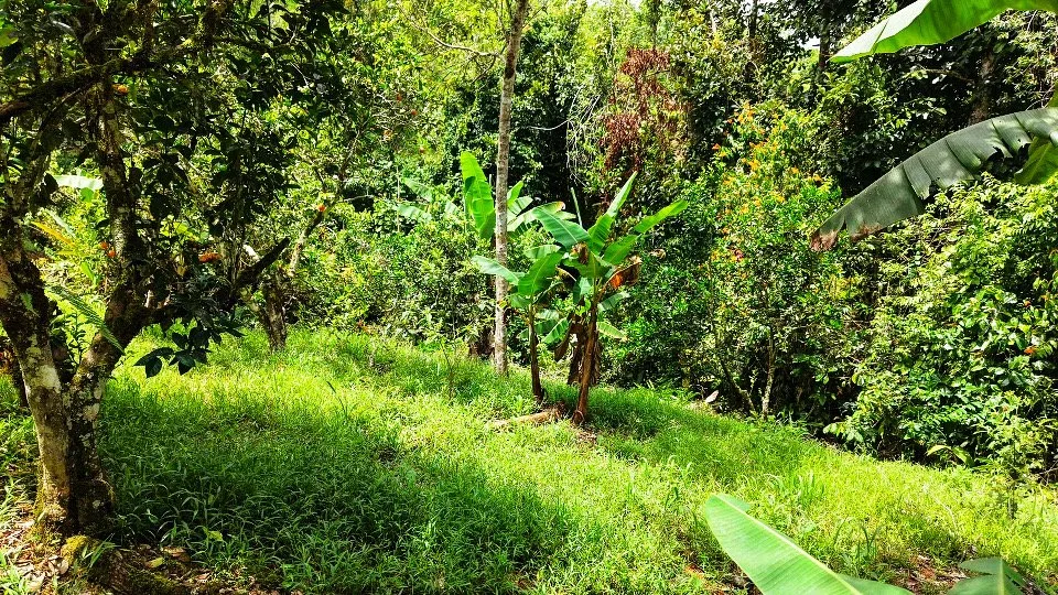 VENTA DE LOTE CON NACIENTE PROPIA EN SAN RAFAEL NORTE, PEREZ ZELEDON - Venta en Pérez Zeledón, photo 12